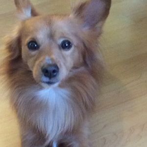 Meet your Posher, Annie